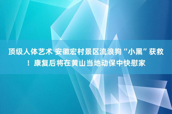 顶级人体艺术 安徽宏村景区流浪狗“小黑”获救！康复后将在黄山当地动保中快慰家